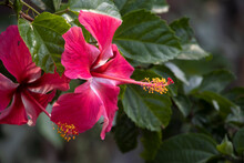 A Close-up Photograph Of A Dark Pink Hibiscus Flowers