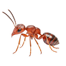Side View Of Ant Walking Isolated On Transparent Background Cutout , Generative Ai