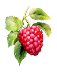 Wall Mural - Watercolor Raspberry png