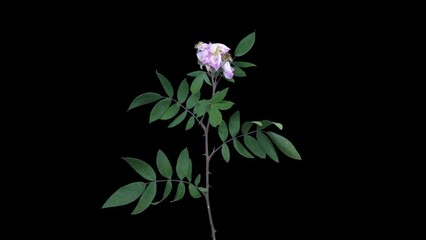 Wall Mural - Time lapse of drying Rosa Rubiginosa (sweet briar, sweet brier or eglantine) branch 8a1 in PNG+ format with ALPHA transparency channel isolated on black background