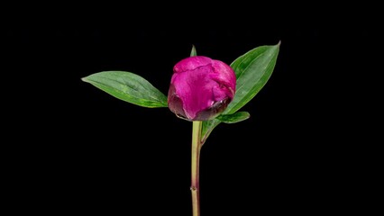 Wall Mural - 4K Time Lapse of blooming purple Peony flower isolated on black background. Timelapse of Peony petals close-up. Time-lapse of big single flower opening.