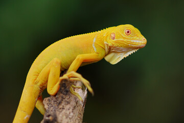 Wall Mural - albino iguana on a branch, albino iguana, blue iguana, red iguana, frog, 