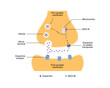 Scientific Designing of Monoamine Oxidase B Inhibitor Action. Vector Illustration.