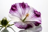 Fototapeta Motyle - Artistic shot of a violet and white flower on white background, Generative ai