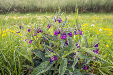 Canvas Print - Purple flowering common comfrey plant in its natural habitat. Many grasses, overblown dandelions and yellow blooming buttercups are visible in the background. The photo was taken on a spring day.