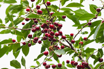 Wall Mural - ripe juicy cherry berries on tree branches. a good harvest of many cherries