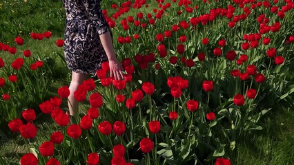 Wall Mural - A girl with bare feet walks along a flower bed with red tulips, gently stroking the blossoming buds