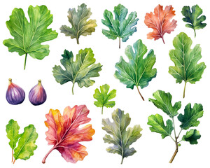 Set of watercolor figs leaf set isolated on white background. PNG transparent background. AI Generative.