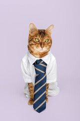 Wall Mural - Business cat in a shirt with a tie on a purple background.