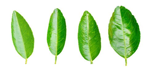 Group of Green lemon leaf isolated on transparent background, PNG File