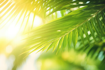 Palm leaves under the sun.