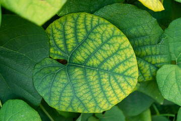 Canvas Print - Nature green leaves in the summer garden. Natural green plant leaves using cover page as spring background. Environmental ecology	