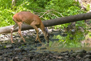 Wall Mural - The white-tailed deer  comes to drink from the stream
