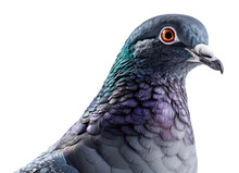 Close Up Of A Pigeon Head Isolated On Transparent Background, Generative Ai