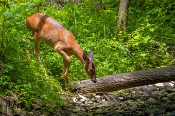 Wall Mural - the white-tailed deer comes to drink from the stream