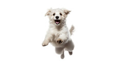 Happy Dog Jumping On Transparent Background. AI