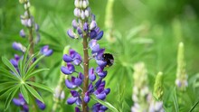 Close-up View Of Bombus Rupestris (cuckoo Bumblebee) Feeding On Nectar Of Beautiful Purple Lupine Flowers Growing On Field Against Green Natural Background. Soft Focus. Beauty In Nature Theme.