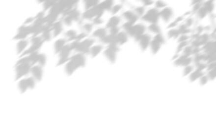 Wall Mural - tree branch leaves shade dynamic blow 3d render png