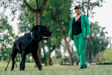 A Woman Trains A Black Dog Of A Large Cane Corso Breed On A Walk In The Park The Dog Follows The Owner's Commands
