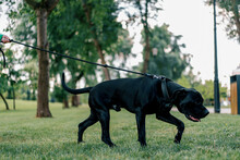 Portrait Of A Black Dog Of A Large Breed Of Cane Corso On A Walk In The Park Pulling The Leash With All His Might