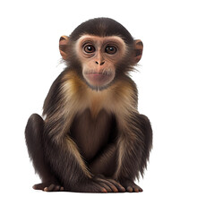 Realistic Picture Cute Baby Monkey On A White Background, Easy To Use. Generative AI