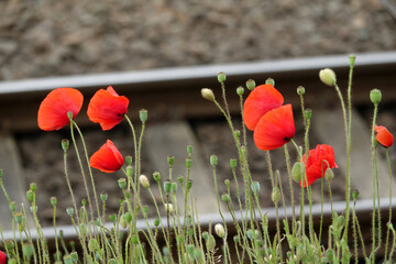 Poster - Klatschmohn am Bangleis