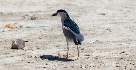 Wall Mural - Photograph of a Black-crowned night heron on the shore.	