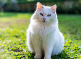 Fototapeta Mapy - A Cute White cat outdoor