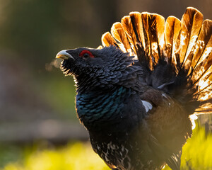 Wall Mural - Western capercaillie in the forest in contra llight