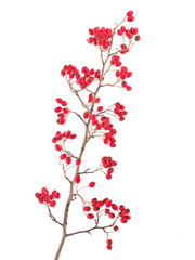 Wall Mural - Hawthorn branch with ripe red berries isolated on white