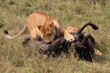 African Lioness with Wildebeest kill