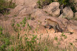 African leopard walking up into large rocks