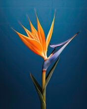 Strelitzia - Bird Of Paradise Flower - Generative Ai