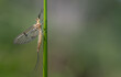 A young mayfly hangs on a long green stem. The background is green with room for text.