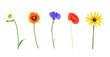 Set of different wild flowers isolated on transparent background.