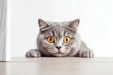 Beautiful Funny Grey British Cat With Yellowish Eyes Peeking Out From The White Wooden Table With The White Background Wall. Generative AI