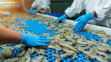 Inspection Of Farmed Shrimp On A Conveyor Of A Shellfish And Pranws Production Plant