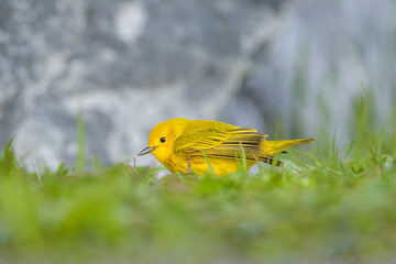 Yellow bird ground level POV 