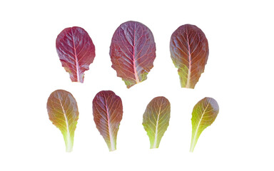Wall Mural - Purple lettuce salad green leaves set isolated transparent png. Lactuca sativa leaf vegetable.