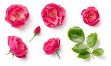 Set / Collection Of Beautiful Pink Wild Rose Flowers, Bud And Leaf Isolated Over A Transparent Background, Cut-out Colorful Magenta Floral Or Garden Design Elements, Top View / Flat Lay, PNG