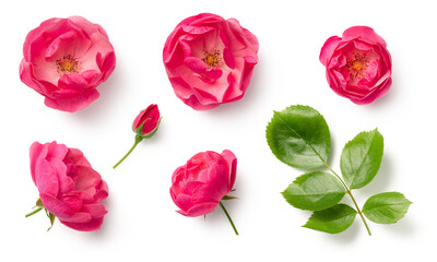 set / collection of beautiful pink wild rose flowers, bud and leaf isolated over a transparent background, cut-out colorful magenta floral or garden design elements, top view / flat lay, PNG