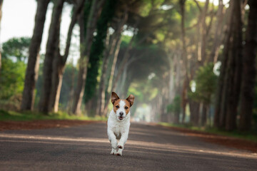 Wall Mural - the dog is running on a beautiful path. Happy Jack Russell Terrier in nature in park