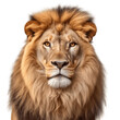 Portrait of a lion face shot isolated on white background