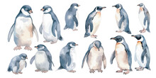 Watercolor Penguin Clipart For Graphic Resources