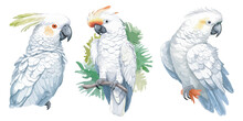 Watercolor White Parrot Clipart For Graphic Resources