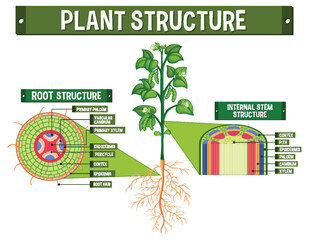 Sticker - Internal structure of plant diagram