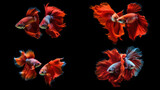 Fototapeta Zwierzęta - flames set of betta fish on black isolated background with Ai Generated