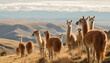 A cute alpaca herd grazes on green grass generated by AI