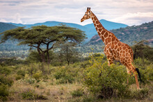 A Giraffe Moves Through The Lush Savanah