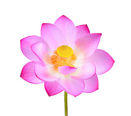 Wall Mural - pink lotus flower isolated on transparent png